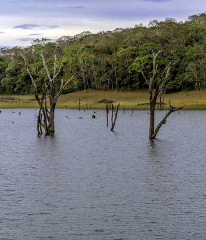 Day 2 -  To Thekkady || Thekkady Daytrip|| Thekkady