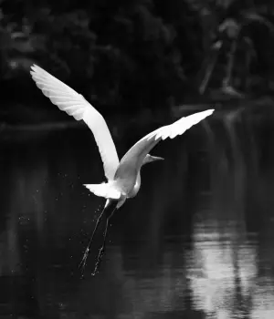 Day 6: Kumarakom – Cochin Departure (80 km / 2 hrs)